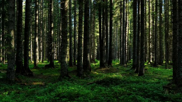 Ambient shot of a beautiful forest, sun shinning in between the trees, camera moving forward on a gimbal