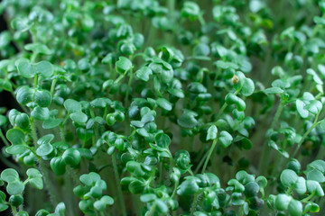 Mustard microgreens birth close up. Green plants sinapis alba germination top view. Juicy young...