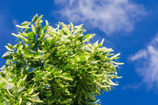 A branch of linden tree with green leaves against blue sky with clouds. Tilia americana.