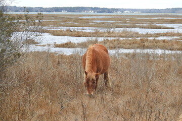 Wild horse feeding on the grasses that grow on Assateague Island, during the winter season, Worcester County, Maryland.