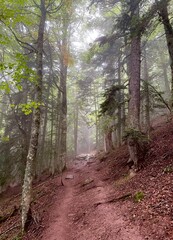 Fototapeta premium Bosque