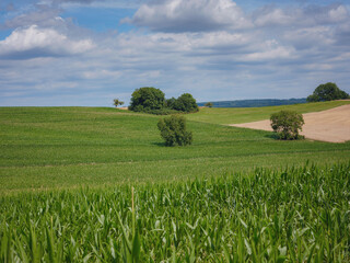 a cornfield somewhere on the france switzerland border in summer cloudy day.