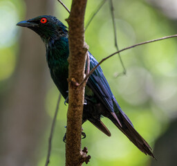 Exotic bird on a branch