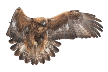 Golden eagle landing with wings wide open