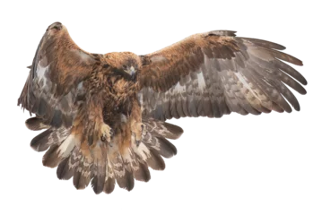 Poster Golden eagle landing with wings wide open © Juha Saastamoinen