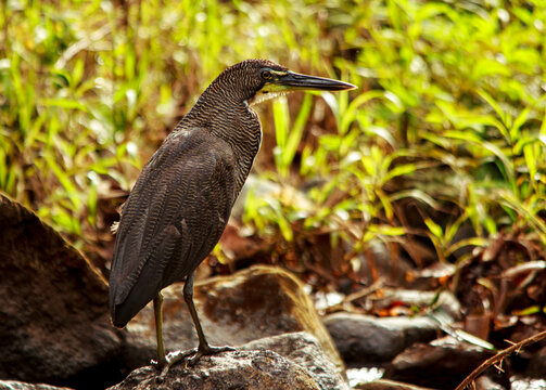 Fasciated Tiger-Heron
