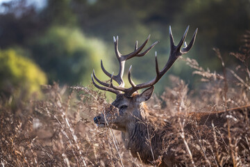 Red deer stag hiding in the bush