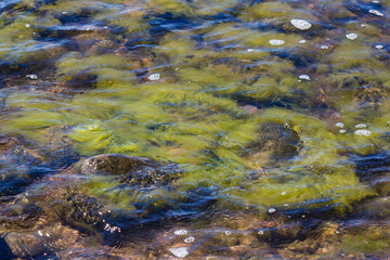 seaweed in the sea