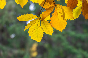 Oak branches with yellow leaves in autumn park