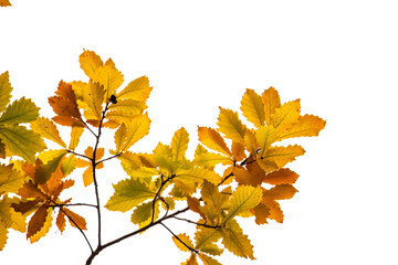 Obraz premium Yellowed oak leaves on a white background