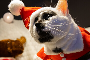 Chat de Noël, christmas cat