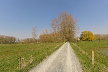 Fototapeta na wymiar Dirt road in a sunny winter landscape with bare trees in a meadow in the flemish countryside