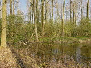 Obraz premium Swamp in a forest in Scheldemeersen nature resrve, Merelbeke, Flanders, on a sunny winter day 
