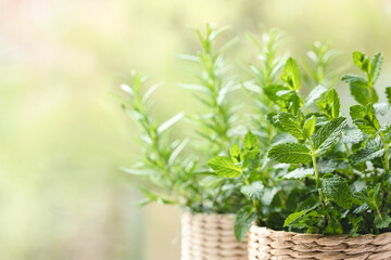 Mint and rosemary herbs in knitted pots against natural background.