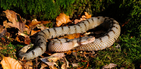 weibliche Aspisviper // female Asp Viper (Vipera aspis) - Schweizer Jura, Schweiz