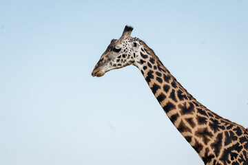 Giraffe Neck 