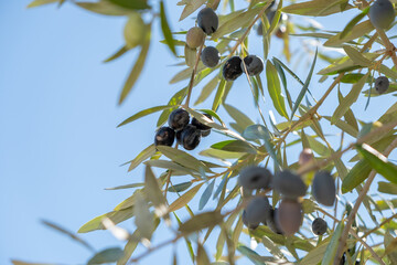 Olive leaves and ripe olives on branch o selective focus. Season nature background image.