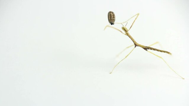 Fresh born young juvenile green walking stick, stick bug, phobaeticus serratipes trying to detach from egg, isolated on white. Animal, nature