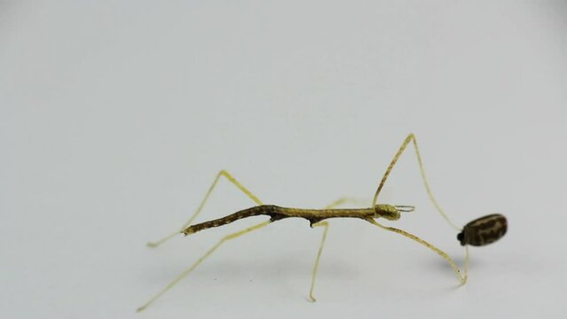 Fresh born young juvenile green walking stick, stick bug, phobaeticus serratipes walking with connected egg, isolated on white. Animal, nature
