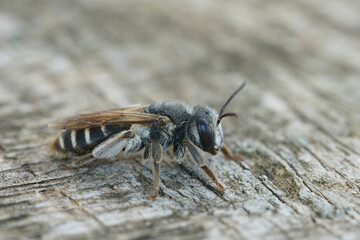 Closeup on a female Mediterranean mining bee , Andrena variabilis sitting onwood