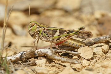 Closeup of a colorful and large French grasshopper , Oedaleus decorus with pink legs