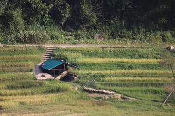 rural view with a straw house in the forest, rice fields.