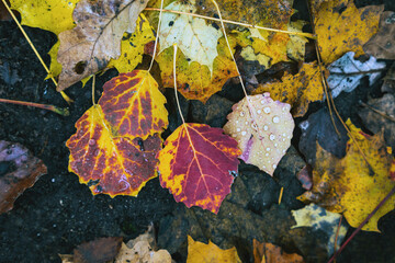 Herbst Laub Regen Farben