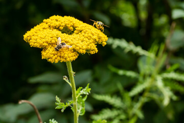 fly on yellow flower in garden.