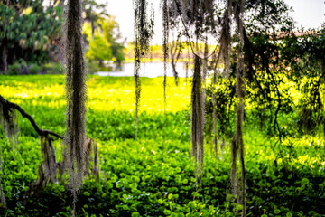 Southern live oak tree Spanish moss in Paynes Prairie Preserve State Park in Florida and sunlight...