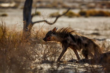 Brown hyena walking hairs up in Kgalagadi transfrontier park, South Africa; specie Parahyaena brunnea family of Hyaenidae