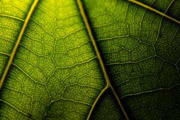 Closeup leaf texture. Green tropical plant close-up. Abstract natural floral background Selective focus, macro. Flowing lines of leaves