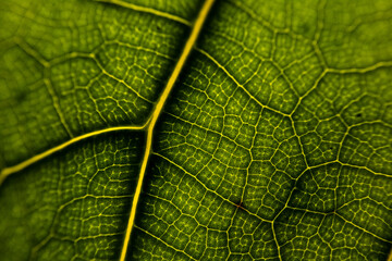 Closeup leaf texture. Green tropical plant close-up. Abstract natural floral background Selective focus, macro. Flowing lines of leaves