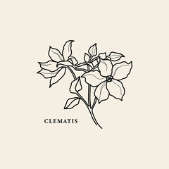Line art clematis flower illustration - obrazy, fototapety, plakaty