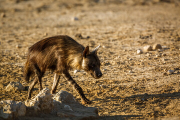 Brown hyena walking backlit in dry land in Kgalagadi transfrontier park, South Africa; specie Parahyaena brunnea family of Hyaenidae