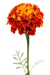 Marigold flowers (lat. Tagetes), isolated on white background
