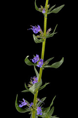 Purple flower of hyssop  (lat. Hyssopus), isolated on black background