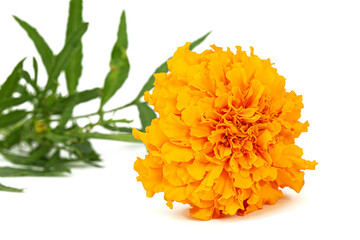 Orange flower of marigold (lat. Tagetes), isolated on white background