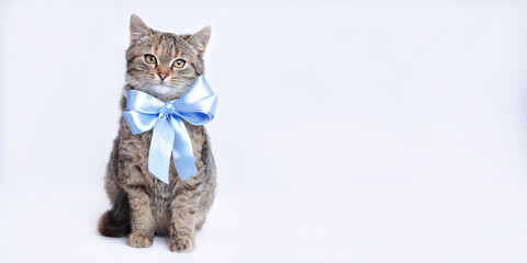 Beautiful funny Kitten with a blue bow tie. Adorable Cat on a white background. Cat posing at camera. Close up portrait of a cute Kitten. Web-banner with copy space. Serious Cat. Pet. Without people.