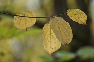 autumn leaves on the tree