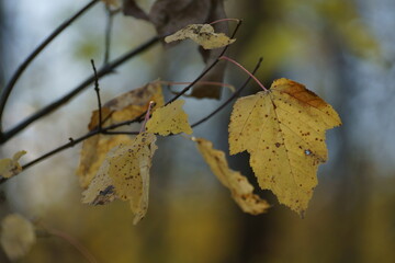 autumn leaves in the sun