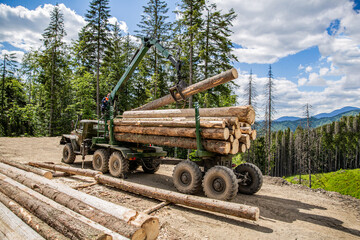 Fototapeta premium Forest industry. Wheel-mounted loader, timber grab. Felling of trees,cut trees , forest cutting area, forest protection concept. Lumberjack with modern harvester working in a forest
