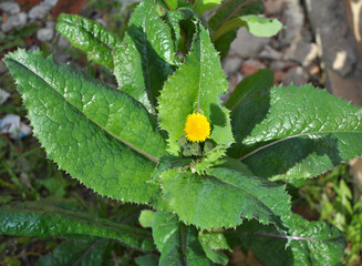 Yellow thistle (Sonchus asper) grows in nature.