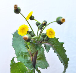 Yellow thistle (Sonchus asper) grows in nature.