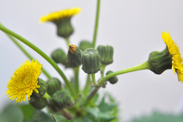 Yellow thistle (Sonchus asper) grows in nature.