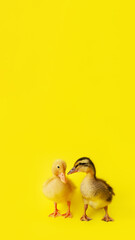 two small yellow and variegated duckling stand on yellow background, selective focus, vertical, 16:9