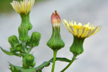 Yellow thistle (Sonchus asper) grows in nature.