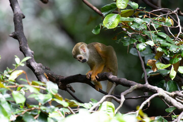 Close up Common Squirrel Monkey, Saimiri Sciureus