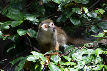 Close up Common Squirrel Monkey, Saimiri Sciureus
