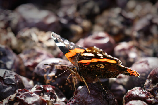 Closeup of a Vanessa atalanta butterfly feeding on rotten fruit - Powered by Adobe