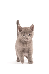 Sweet Blue Russian kitten standing isolated white background.